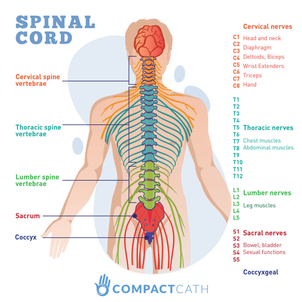 Spinal Cord Injury Chart